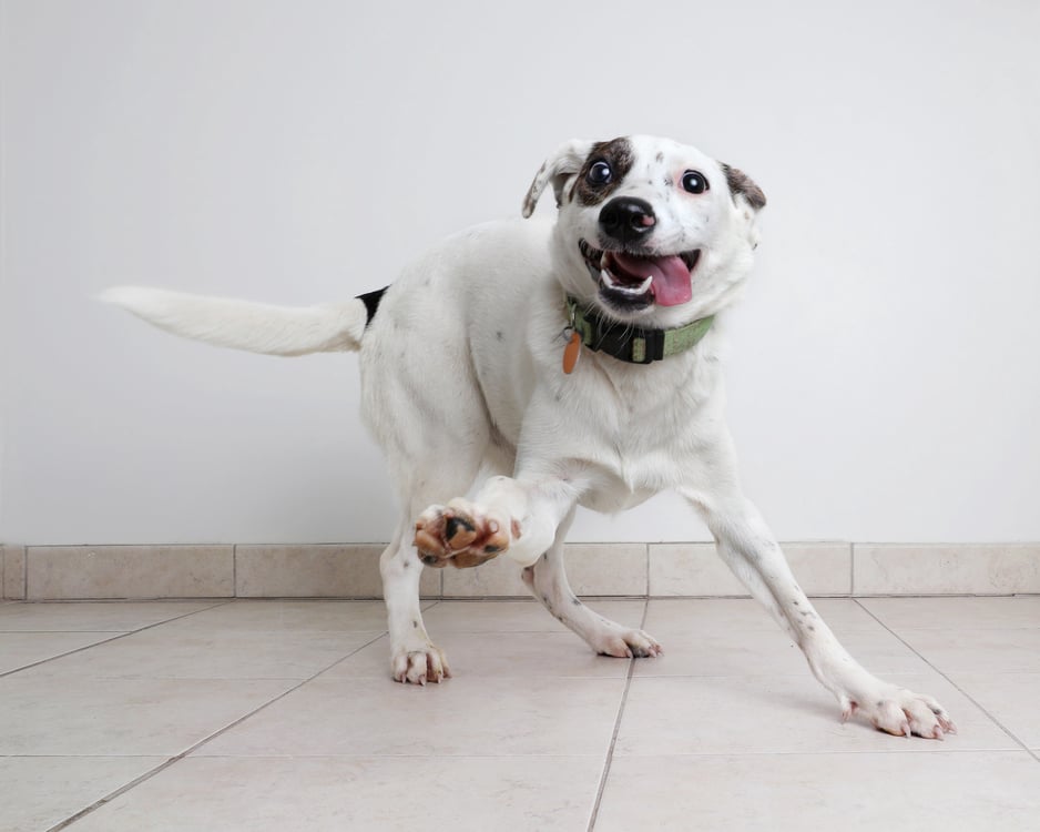 cachorrinho feliz